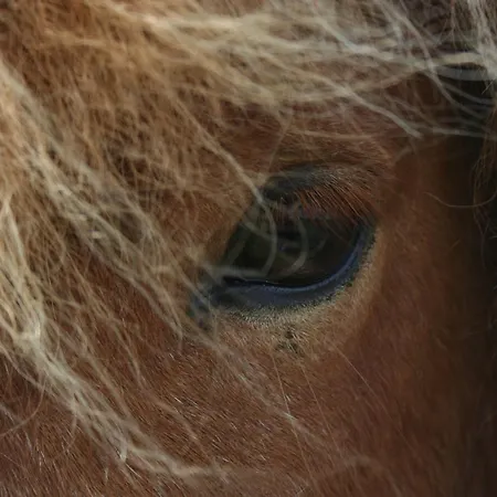 Grastenhus * Thurø By